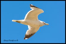 DSC_0561.jpg