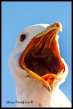 DSC_0581.jpg