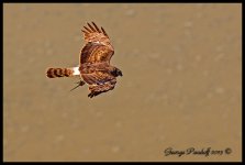 DSC_0550.jpg
