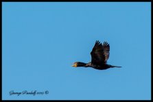 DSC_0660.jpg