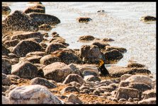 DSC_0666.jpg