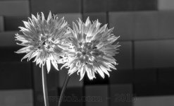 chive_B&W.jpg