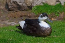 DSC_0184.JPG