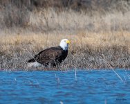 EagleShore-500.jpg