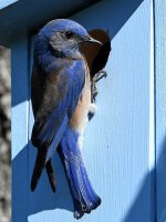 Bluebird6.jpg