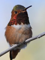 Hummer45.jpg