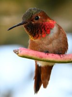 Hummer55.jpg