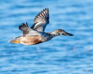 ShovelerLanding-540.jpg