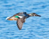 ShovelerLanding-541.jpg
