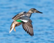 ShovelerLanding-542.jpg