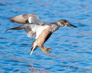 ShovelerLanding-543.jpg