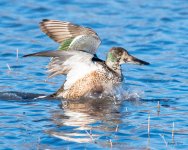 ShovelerLanding-544.jpg