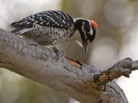 Woodpecker.jpg