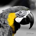 Parrot-1.jpg