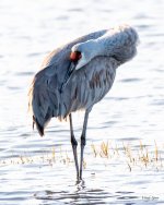 Crane-562.jpg