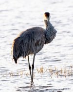 Crane-563.jpg