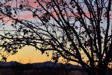 DSC_0205-20200217_119.jpg