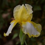 Iris2.jpg