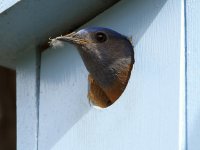Bluebird3.jpg