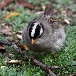 Sparrow.jpg