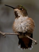 Hummer57.jpg