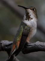 Hummer63.jpg