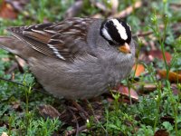 Sparrow3.jpg
