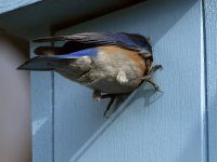 Bluebird.jpg