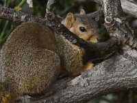 Squirrel2.jpg