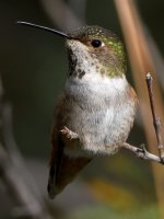 Hummer32.jpg