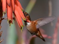 Hummer42.jpg