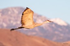 CraneFlight-580.jpg