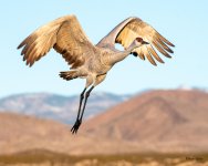 CraneFlight-581.jpg