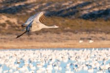 CraneFlight-582.jpg