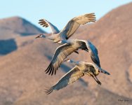 CraneFlight-583.jpg