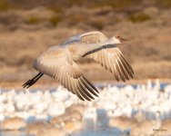 CraneFlight-585.jpg