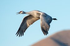 CraneFlight-586.jpg