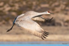 CraneFlight-587.jpg