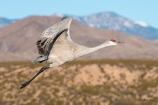 CraneFlight-588.jpg
