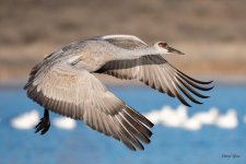CraneFlight-589.jpg