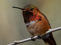 Hummer68.jpg