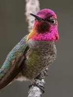 Hummer6.jpg