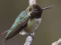 Hummer35.jpg