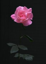 Rose.jpg