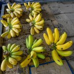 bananas-2.jpg