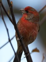 Finch2.jpg