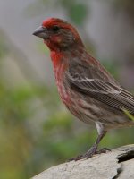 Finch4.jpg