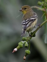 Goldfinch2.jpg