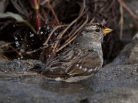 Sparrow.jpg