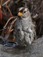 Sparrow4.jpg